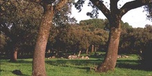 Encina - Porte (Quercus ilex)