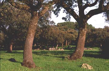 Encina - Porte (Quercus ilex)