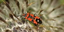 Chinche Zapatero (Lygaeus equestris)