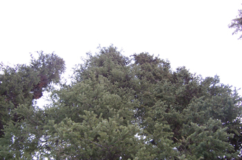 Bosque, Lago Louise, Parque Nacional Banff