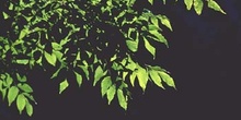 Fresno de hoja florido - Hoja (Fraxinus ornus)
