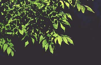 Fresno de hoja florido - Hoja (Fraxinus ornus)