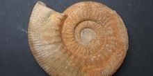 Homeoplanulites furculus (Ammonites) Jurásico