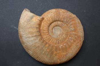 Homeoplanulites furculus (Ammonites) Jurásico