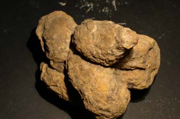 Excremento fósil de hiena (Coprolito) Mioceno