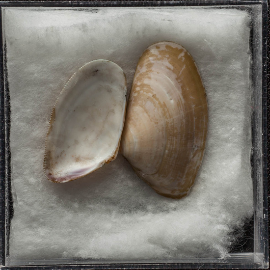 IES_ISABELLACATOLICA_BIOLOGIA_458