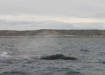 Ballena franca austral, Argentina