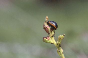 Crysomela sanguinolenta