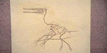Pterodactilus anticus (Reptil) Jurásico