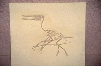 Pterodactilus anticus (Reptil) Jurásico