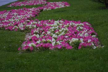 Parterre con motivo de la Boda Real