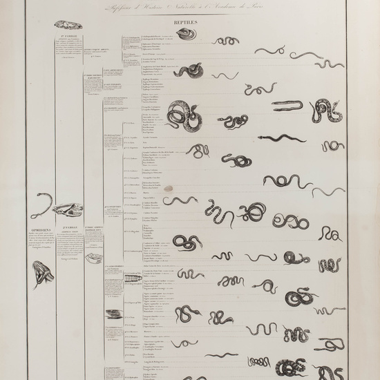 IES_CARDENALCISNEROS_ZOOLOGIA_I_LAMINAS_007