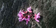 árbol del amor - Tronco (Cercis siliquastrum)