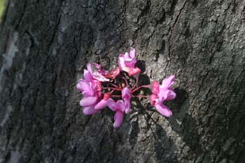 árbol del amor - Tronco (Cercis siliquastrum)