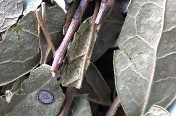 Hojas de laurel