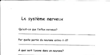 Système nerveux