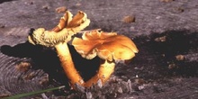 Pholiota penetrans