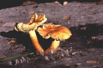 Pholiota penetrans