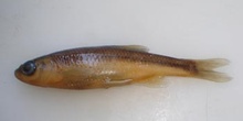 Ciprínido (Chondrostoma sp.)