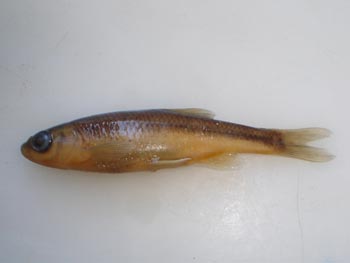 Ciprínido (Chondrostoma sp.)