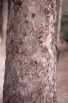Castaño de Indias - Tronco (Aesculus hippocastanum)