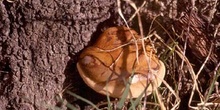 Hongo yesquero (Fomes sp.)