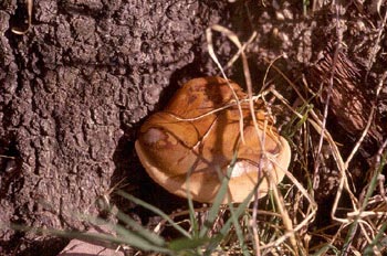 Hongo yesquero (Fomes sp.)