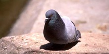 Paloma bravía o común (Columba livia)