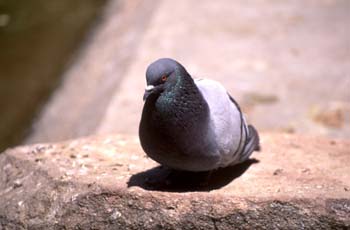 Paloma bravía o común (Columba livia)