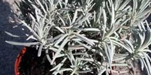 Lavanda (Lavandula angustifolia Miller)
