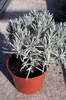 Lavanda (Lavandula angustifolia Miller)