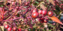 Nandina domestica