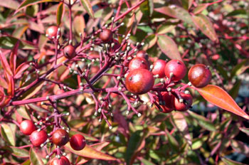 Nandina domestica