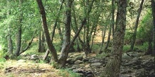Aliso - Bosque (Alnus glutinosa)