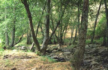 Aliso - Bosque (Alnus glutinosa)