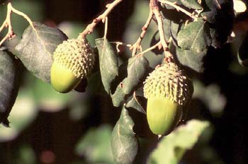 Alcornoque - Bellota (Quercus suber)