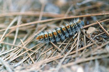 Procesionaria del pino - Oruga (Thaumetopoea pityocampa)