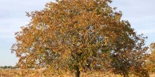 Nogal - Porte (Juglans regia)
