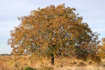 Nogal - Porte (Juglans regia)