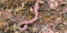 Lombriz de tierra (Lumbricus terrestris)