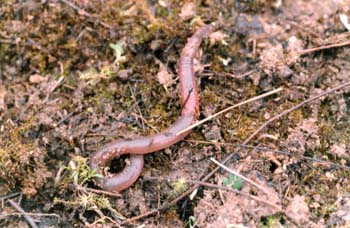 Lombriz de tierra (Lumbricus terrestris)