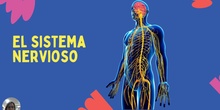 El Sistema Nervioso