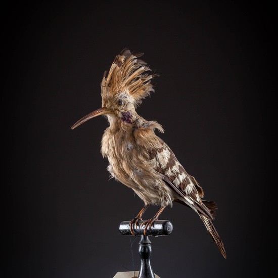 IES_SANISIDRO_MUSEO_Aves_044