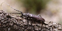 Longicornio de los quercus (Cerambyx vellutinus)