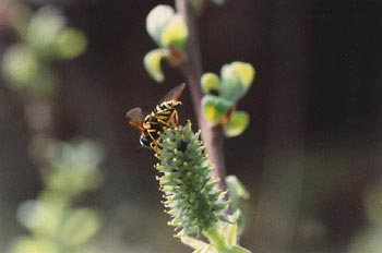 Mosca cernícalo (Syrphus ribestii)