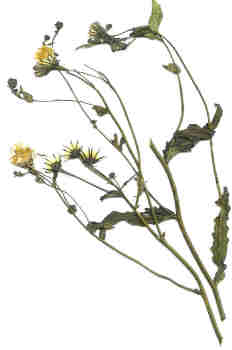 Hojas, tallos y flores de Diente de león