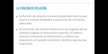 6º naturales la función de relación, el sistema nervioso