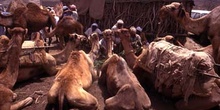 Mercado de camellos en Suq al Khamis, Yemen