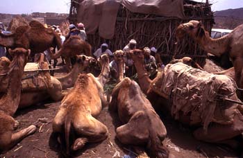 Mercado de camellos en Suq al Khamis, Yemen