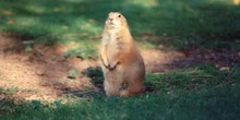 Perrito de la Pradera (Cynomys ludovicianus)